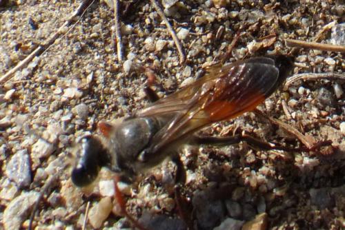 Sphex funerarius